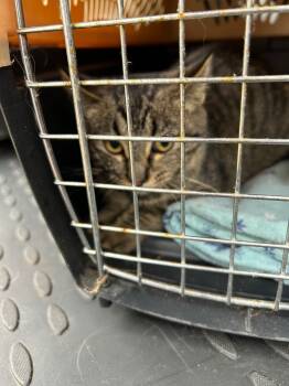 Rescue Domestic Short Hair Cats for Adoption in Cloquet, Minnesota - Mel | PetCurious