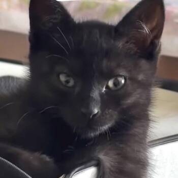 Smokey (bonded w/ Bandit) -  Domestic Short Hair Cat Available for Adoption in Oakland, California - Smokey (bonded W/ Bandit) | PetCurious