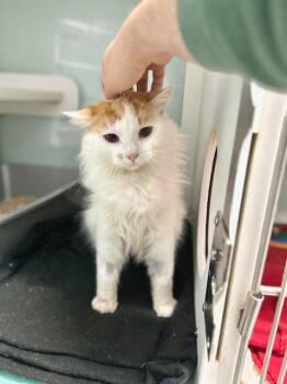 Domestic Long Hair Cats Available for Adoption in Muskegon, Michigan - Marvin | PetCurious
