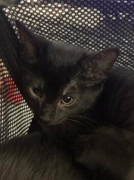 Domestic Short Hair Cats Available for Adoption in West Chester, Pennsylvania - Winnifred | PetCurious