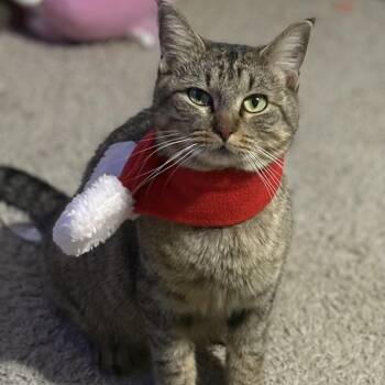 Tabby Cats Available for Adoption - Ms. Meow Meow | PetCurious