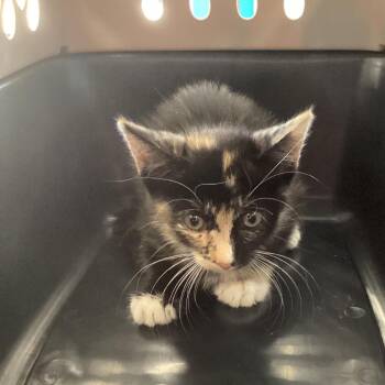 Vandy -  Domestic Short Hair Cat for Adoption in Montgomery, Alabama - Vandy | PetCurious