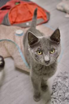 Rescue Domestic Short Hair Cats for Adoption in Pleasantville, New Jersey - Chase | PetCurious