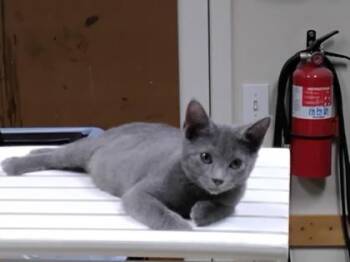 Jace $50 -  Domestic Short Hair Cat for Adoption in Seneca, South Carolina - Jace $50 | PetCurious