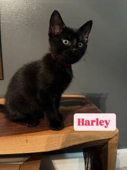 Harley -  Domestic Short Hair Cat for Adoption in Union Grove, Wisconsin - Harley | PetCurious