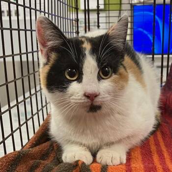 Domestic Short Hair Cats Available for Adoption - Lillybug | PetCurious