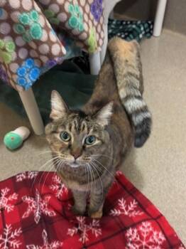 Rescue Domestic Short Hair Cats for Adoption in Everett, Washington - Sienna | PetCurious