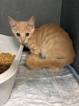 Caesar -  Domestic Short Hair Cat for Adoption in Metter, Georgia - Caesar | PetCurious