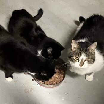 Domestic Short Hair Cats Available for Adoption - Lil Bit | PetCurious