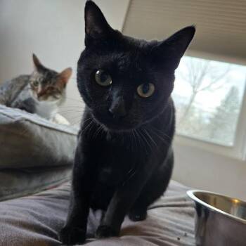 Shadow -  Domestic Short Hair Cat for Adoption in Sioux Falls, South Dakota - Shadow | PetCurious