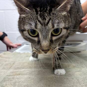 Alice -  Domestic Short Hair Cat for Adoption in Corpus Christi, Texas - Alice | PetCurious