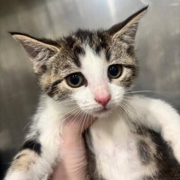 Marigold 39C26 -  Domestic Short Hair Cat Available for Adoption in Napoleon, Ohio - Marigold 39C26 | PetCurious