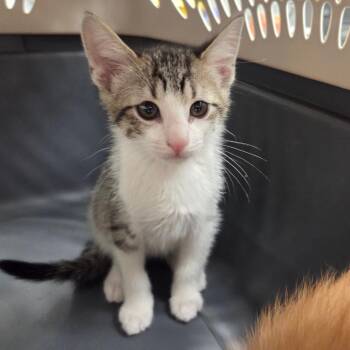 Bodhi -  Domestic Short Hair Cat for Adoption in Chattanooga, Tennessee - Bodhi | PetCurious