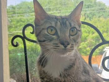 Domestic Short Hair Cats Available for Adoption in Fort Worth, Texas - Maeve | PetCurious