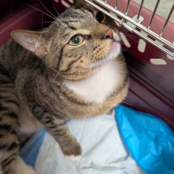 Domestic Short Hair Cats Available for Adoption - Gold Nugget | PetCurious