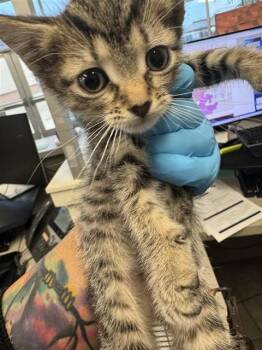 Domestic Short Hair Cats Available for Adoption in San Antonio, Texas - A807071 | PetCurious