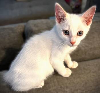Domestic Short Hair Cats Available for Adoption in Fort Myers, Florida - David Lee (Roth) | PetCurious