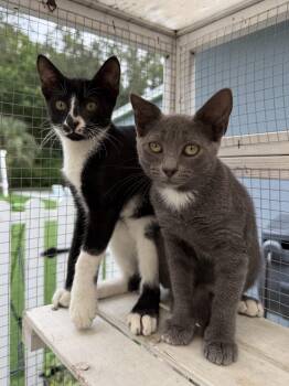 Knox Beau & Dandy Belle BONDED -  Domestic Short Hair Cat for Adoption in Homestead, Florida - Knox Beau & Dandy Belle BONDED | PetCurious