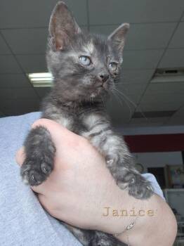 Rescue Tortoiseshell Cats for Adoption in Humboldt, Saskatchewan - Janice | PetCurious