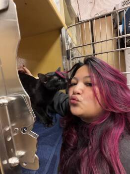 Domestic Short Hair Cats Available for Adoption in Wheaton, Illinois - Capri Sun | PetCurious