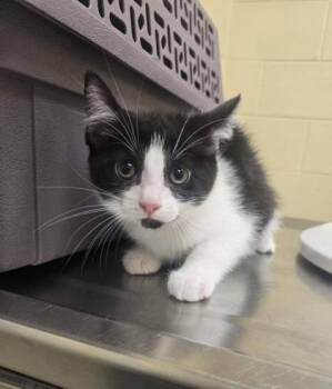 Domestic Short Hair Cats Available for Adoption in Westland, Michigan - Custard | PetCurious