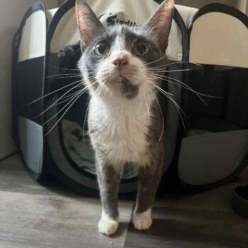 Rescue Domestic Short Hair Cats for Adoption in Akron, New York - Ellie ARC2025-296 | PetCurious