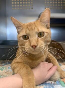 Rescue Domestic Short Hair Cats for Adoption in Ladysmith, Wisconsin - Sanford | PetCurious