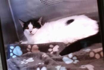 Domestic Short Hair Cats Available for Adoption in Albuquerque, New Mexico - SPINACH | PetCurious