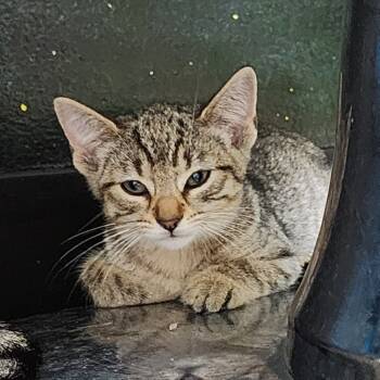 Rescue Domestic Short Hair Cats for Adoption in Dixon, Illinois - Fight | PetCurious