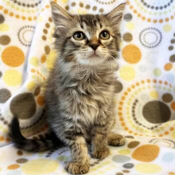 Shooby-Doo -  Domestic Medium Hair Cat for Adoption in Mt. Juliet, Tennessee - Shooby-Doo | PetCurious