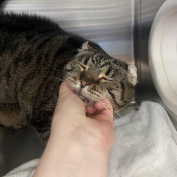 Dee-Dee -  Domestic Short Hair Cat for Adoption in Greensboro, North Carolina - Dee-Dee | PetCurious