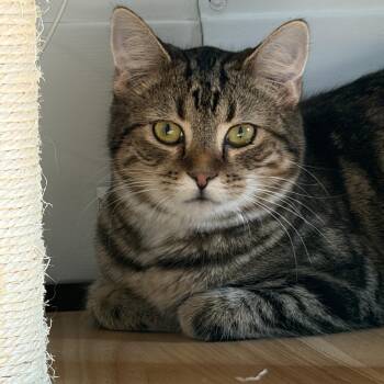 Tabby Cats Available for Adoption - Jesse James | PetCurious