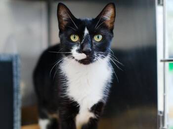 Violeta -  Domestic Short Hair Cat for Adoption - Violeta | PetCurious