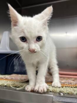 Perry -  Domestic Short Hair Cat for Adoption in Medford, Wisconsin - Perry | PetCurious