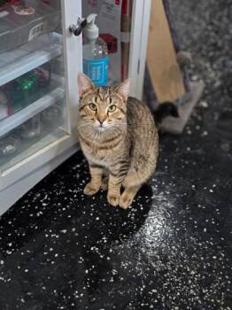 Tiger -  Domestic Short Hair Cat for Adoption in Kansas City, Missouri - Tiger | PetCurious