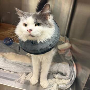 Domestic Short Hair Cats Available for Adoption - Maela | PetCurious