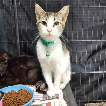 Mico -  Domestic Short Hair Cat Available for Adoption in Milton, Florida - Mico | PetCurious