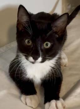 Rescue Domestic Short Hair Cats for Adoption in Richmond, Virginia - Brown | PetCurious