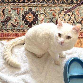 Arceus -  Domestic Short Hair Cat Available for Adoption - Arceus | PetCurious