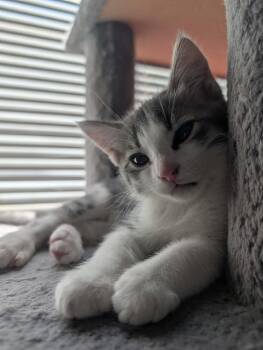 Greg -  Domestic Short Hair Cat Available for Adoption in Tucson, Arizona - Greg | PetCurious