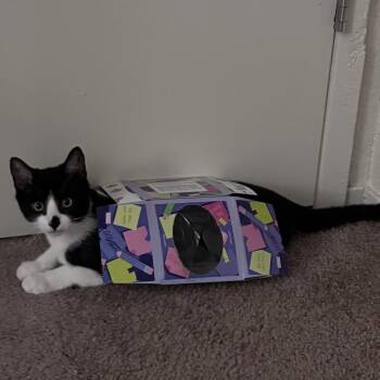 Onyx -  Domestic Short Hair Cat for Adoption in Davis, California - Onyx | PetCurious