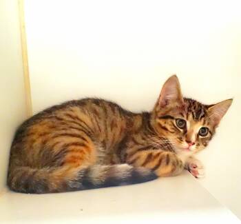 Slash -  Domestic Short Hair Cat for Adoption in Reisterstown, Maryland - Slash | PetCurious