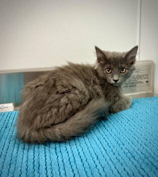 Dustina -  Domestic Long Hair Cat for Adoption in Kalamazoo, Michigan - Dustina | PetCurious