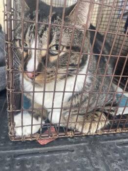 Finn -  Domestic Short Hair Cat for Adoption in Austin, Texas - Finn | PetCurious