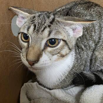 Shortbread -  Domestic Short Hair Cat for Adoption - Shortbread | PetCurious