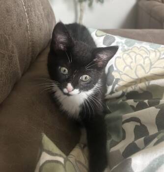 Mochi -  Domestic Short Hair Cat for Adoption in Dublin, Ohio - Mochi | PetCurious