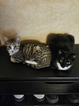 Domestic Short Hair Cats Available for Adoption - Breaker (Bonded To Electrocutie) | PetCurious