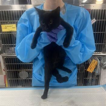 Rescue Domestic Short Hair Cats for Adoption in Kanab, Utah - Edinburgh | PetCurious