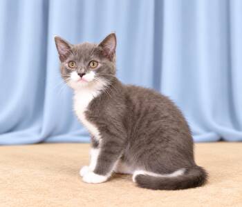 SOX -  Domestic Short Hair Cat for Adoption in Pasadena, California - SOX | PetCurious