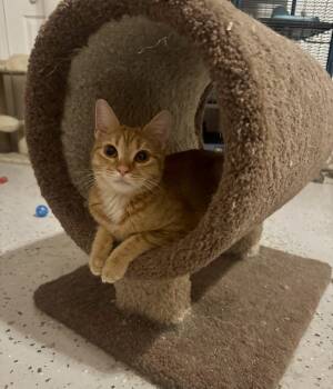 Domestic Short Hair Cats Available for Adoption - Fiona =^.^.= | PetCurious